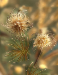 Two dried flowers of a clematis plant grow against a background of yellowing greenery. Abstraction.