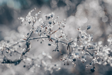 branch of a tree in winter