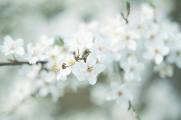 Fototapeta premium spring tree blossom, white flowers close up