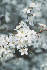 Frühlingsbaumblüte, weiße Blumen hautnah