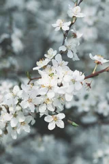 Gartenposter Blau Frühlingsbaumblüte, weiße Blumen hautnah