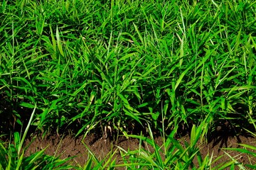 Farming of ginger