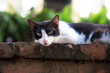 A curious and friendly young cat hangs out in a public park in Old San Juan, Puerto Rico and waits for visitors to feed it. 