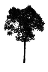 trees on white background,clipping paths