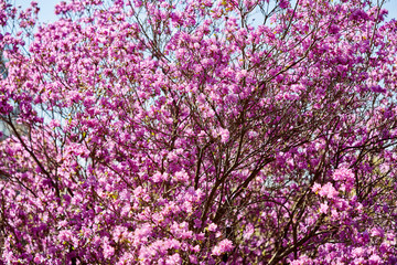 Blossoming of violet and pink flowers on bush natural spring outdoor background