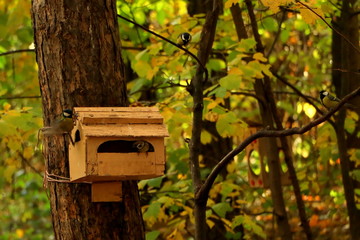 birdhouse on a tree