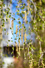 Birch green leaves on the branches. Outdoors tree in spring park