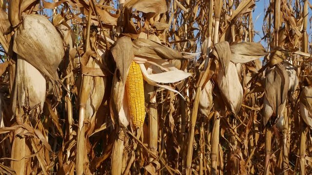 Closeup of corn cob at plant in late summer ready for harvest 