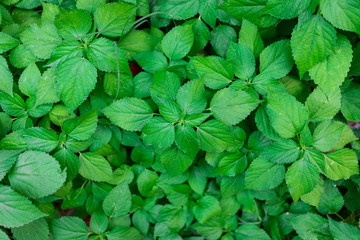 Fresh green plant background, Plant in nature