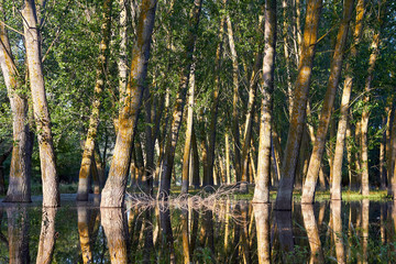 Poplar trees (tree trunks) standing in high water of Danube river during a spring floods on a calm day. Reflection of tree trunks in water