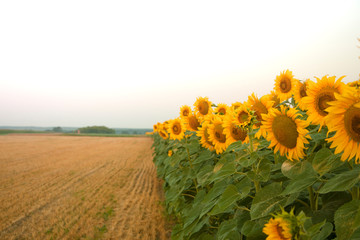Sunflower wall. The field on which the caps with grains grow for the production of vegetable oil....