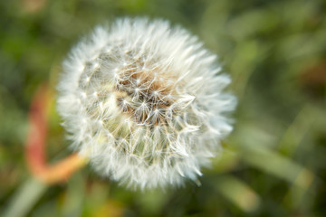 White fluffy dandelion on a background of green grass on a spring or summer day, in the sun, close-up.
