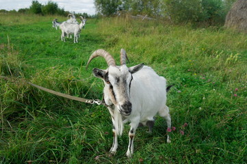 Naklejka na ściany i meble goat with goats on a green meadow