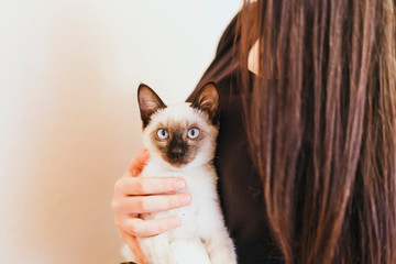 Siamese cat resting in hands of the owner. Young and cute female play with her kitten