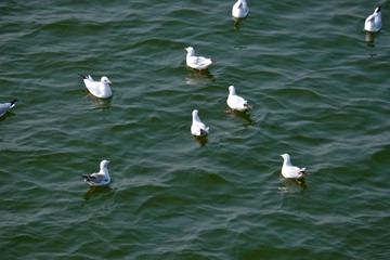 Sea gulls