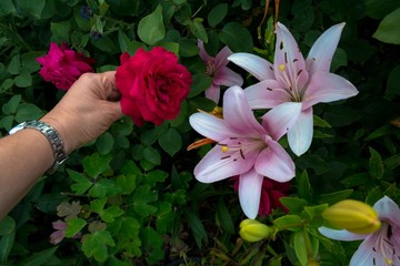 Wunderschöne Blüten im Garten © Andrea