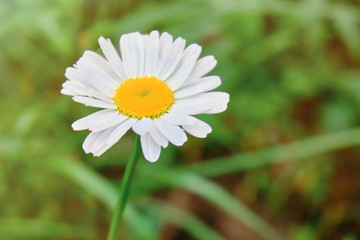 Common camomile on a background of summer green grass, closeup