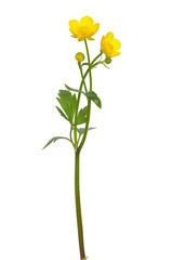 Meadow buttercup ( Ranunculus acris) flower