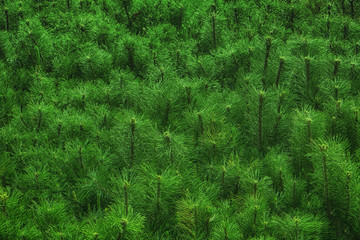 Background of branches and needles of a Christmas tree, texture closeup