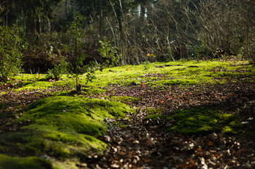 play of light and shadow on green moss in a forest