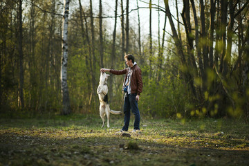 Man training big dog on green meadow in sunny woods