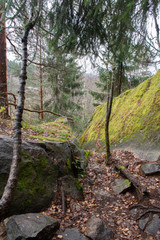 forest and mountain in autumn