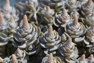 Orostachys Chinese Hat