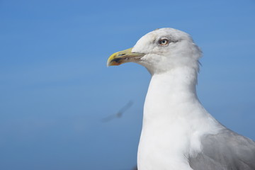 gabbiano