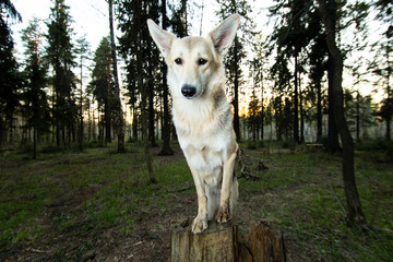 Adult shepherd dog posing on stump in forest
