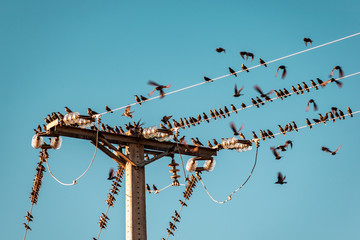birds on  a wire