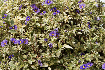 Fleurs bleu-violet d'arbre aux gentianes ou de Morelle de Rantonnet (Solanum rantonnetii)