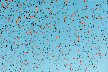hundred birds flying in the sky