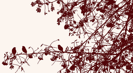 Vector image of silhouettes rowan branches in autumn park