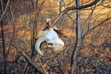 animal skull in the autumn forest