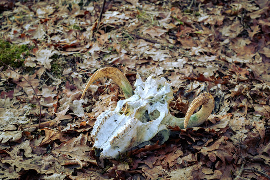 animal skull in the autumn forest