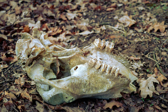 animal skull in the autumn forest