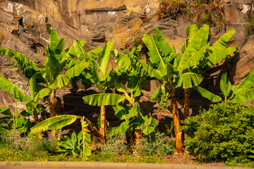 Banana paltantion island in Portugal