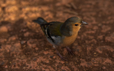 small bird standing