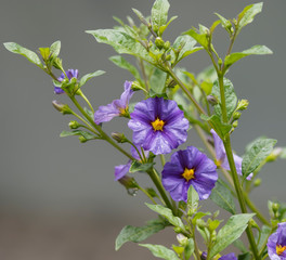 Naklejka premium Solanum rantonnetii - Morelle de Rantonnet ou Arbre à gentianne à inflorescence bleu-violet