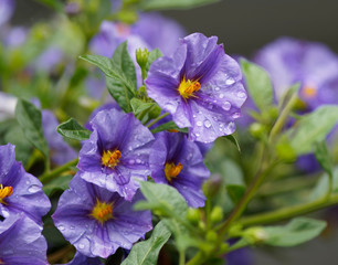 Solanum rantonnetii - Fleurs bleues mauves de Morelle de Rantonnet ou Arbre à gentianne