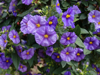 Solanum rantonnetii - Morelle de Rantonnet ou Arbre à gentianne à inflorescence bleu-violet et...