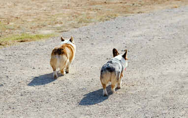 Two Corgi dogs walking path outdoors.