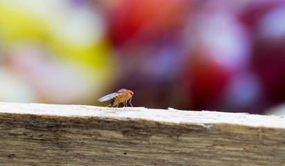 Fruit Fly insect Drosophila