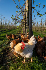 Hühner Herde Hennen Hahn fressen Ungeziefer auf Obstplantagen 