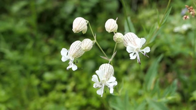 Campion Silene flower growing in alpine landscape.
