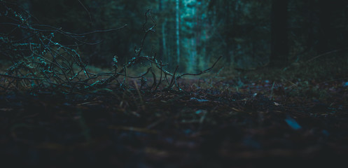 twilight in the forest