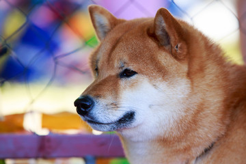 The dog breed Shiba inu