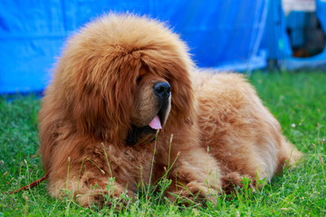Dog breed Tibetan mastiff © deviddo