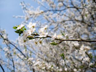 Kirschblüten vor blauem Himmel