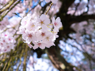 Obraz premium Kirschblüten Bouquet in Rosa bei strahlend blauem Himmel